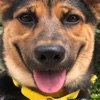 Pet Desensitizer icon