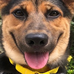 Pet Desensitizer