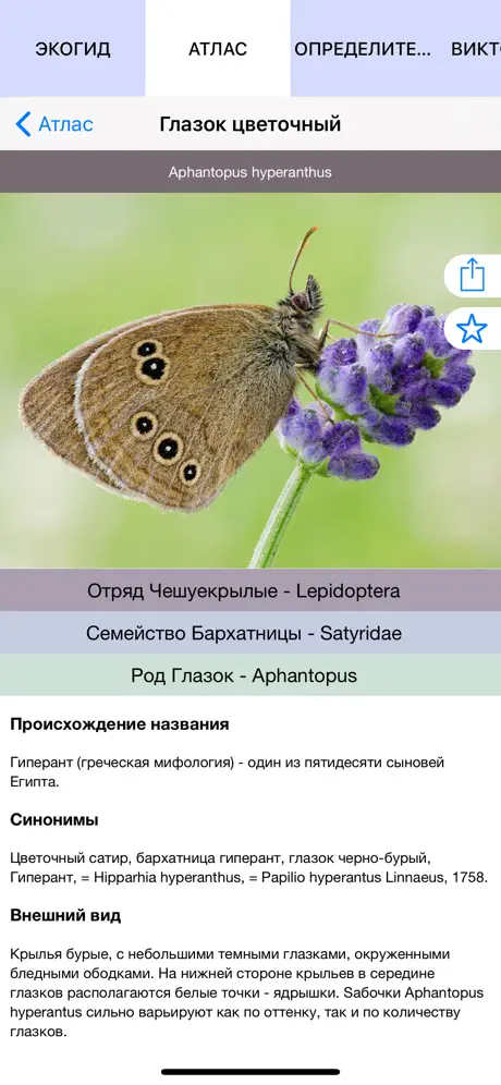 Экогид - Бабочки