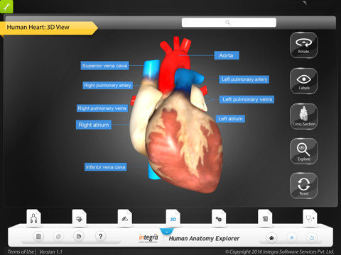 Human Anatomy - Circulatory screenshot 3