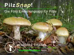 PilzSnap - Pilze sammeln! iPad image 1