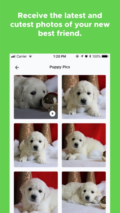 PuppySpot screenshot-3