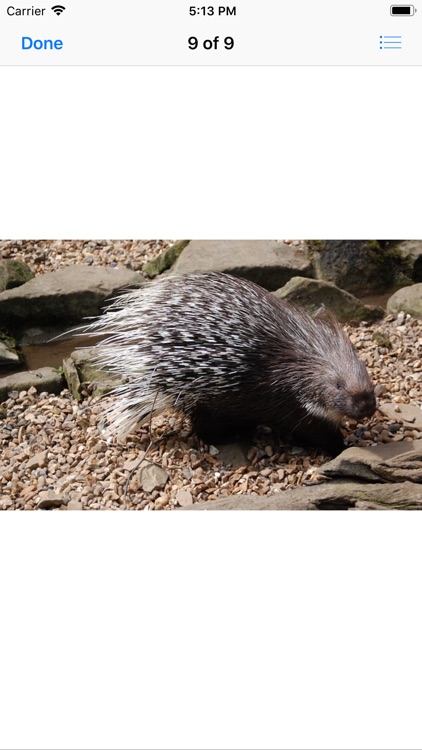 Porcupines screenshot-9