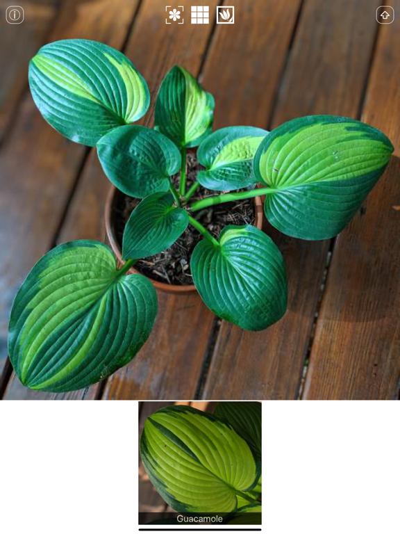 Screenshot #4 pour Hostas