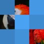Bloxels - Guess The Pic app download