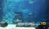 Ocean Aquarium HD