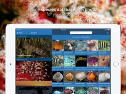 Tortuba screenshot 7