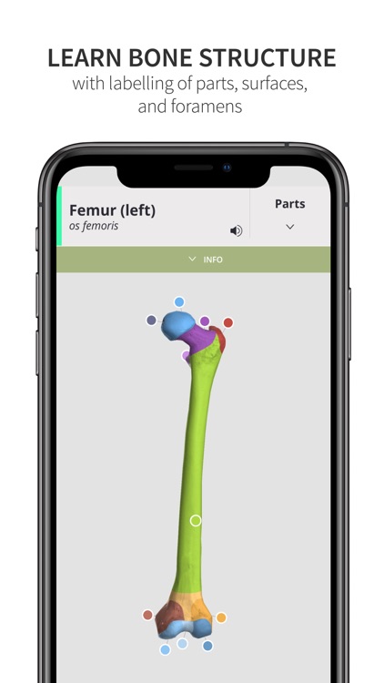 Anatomyka Skeleton screenshot-3