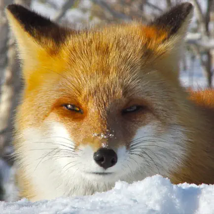 Cute Fox Healing Life Cheats