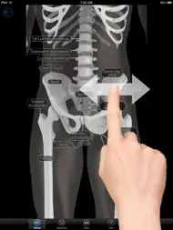 Skeletal Anatomy 3D ipad bilder 3