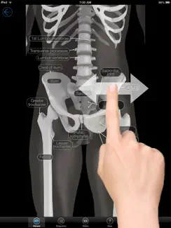Skeletal Anatomy 3D iPad image 4
