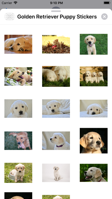 Golden Retriever Puppy Sticker screenshot 4