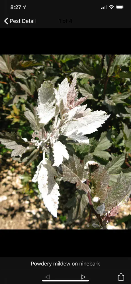 Purdue Shrub Doctor