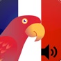 تعلم الفرنسية بالصوت‎ app download