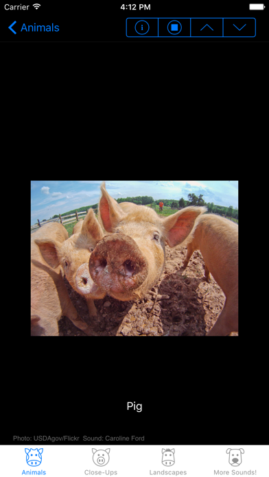 Farm Animal Sounds & Noises Screenshot