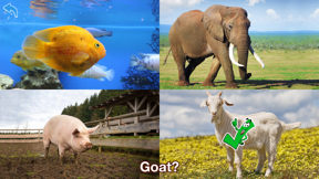 Animals Learning screenshot