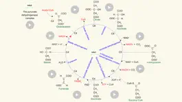 Game screenshot Metabolism apk