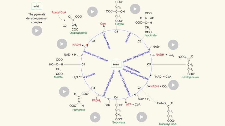 Metabolism