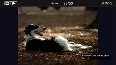 Moment - Time of dogs. Screenshot