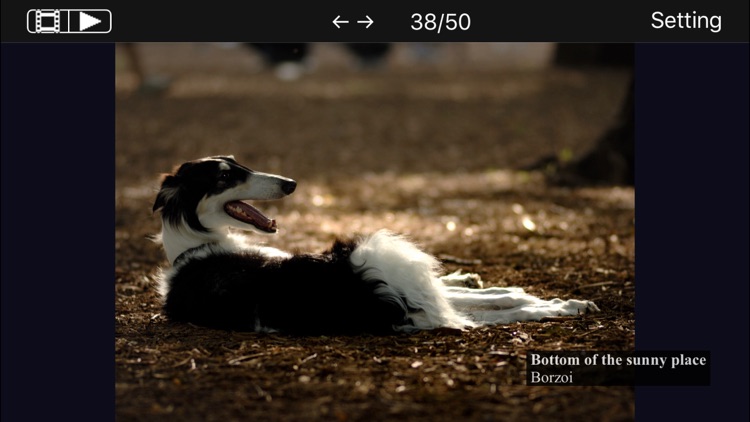 Moment - Time of dogs. screenshot-4