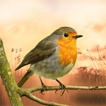 Nature  Outdoor Soundscapes