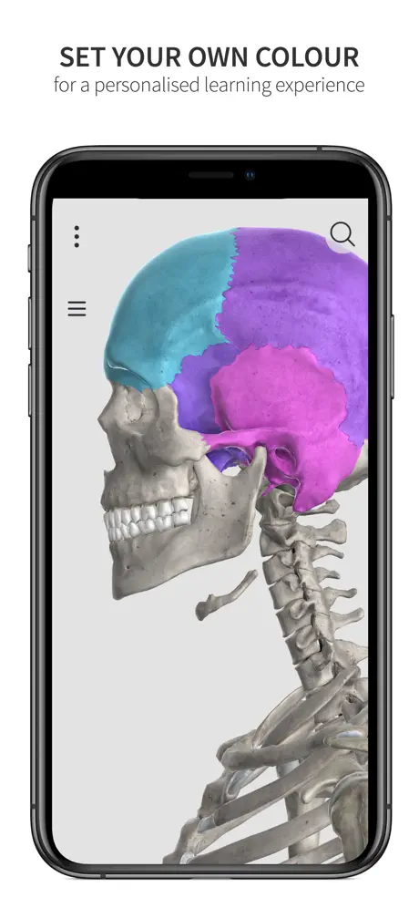 Anatomyka Skeleton