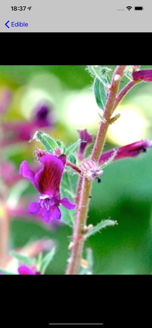Wildflowers USA(圖7)-速報App