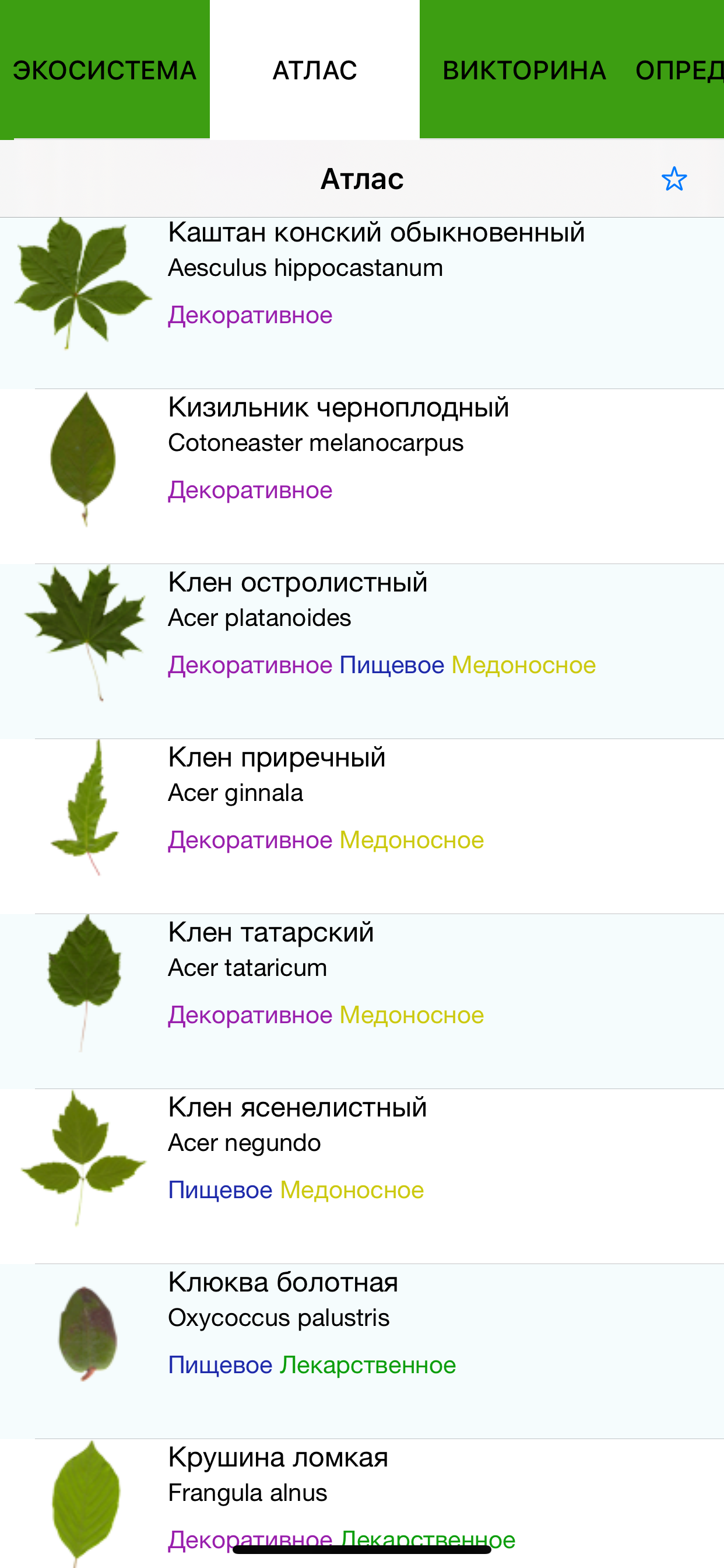 Экогид - Деревья летом