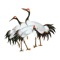 This is a set of red-crowned crane iMessage stickers, various flying postures, beautiful and fresh colors, which is so admirable, you are welcome to add them to iMessage chat and send them to your family