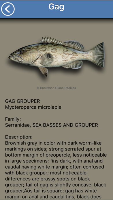 Fish the Gulf Screenshot