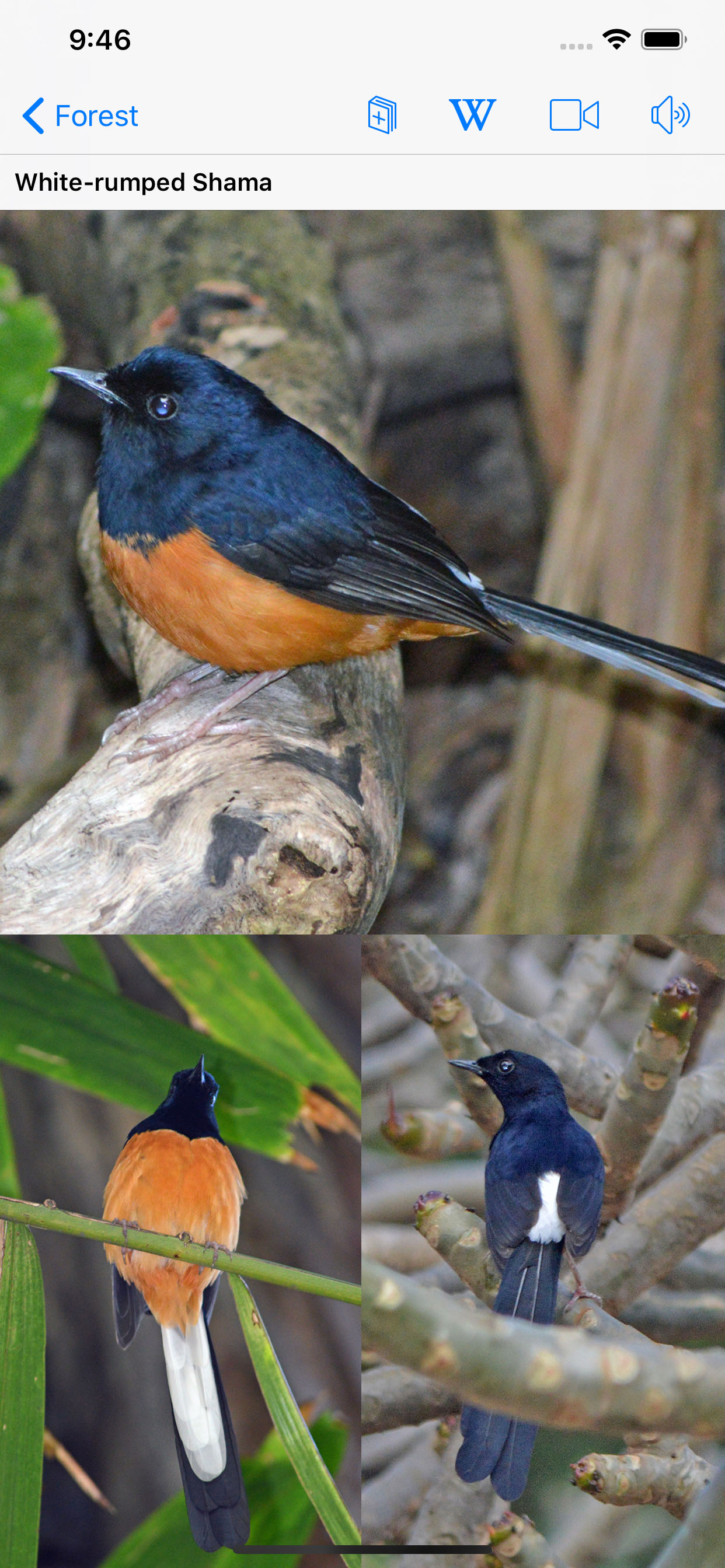 Bird ID Hawaii
