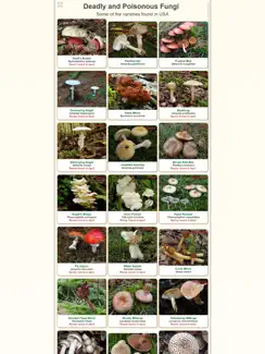 Shroomify - Mushroom ID USA iPad image 3