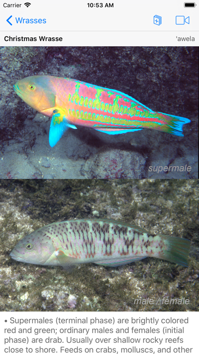Snorkel Fish Hawaii for iPhoneのおすすめ画像10