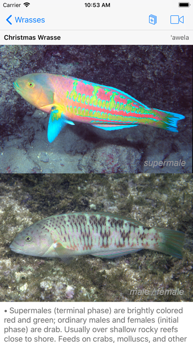 Snorkel Fish Hawaii for iPhone Screenshot