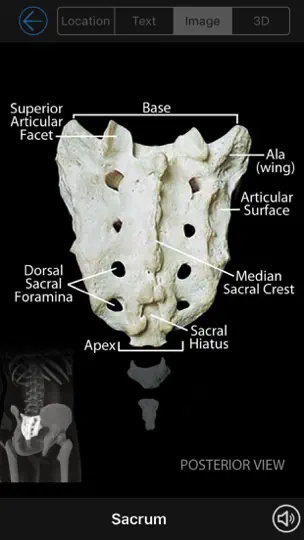 Скриншот Skeletal Anatomy 3D на iPhone 3