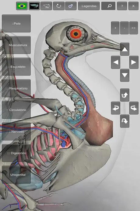 3D Bird Anatomy