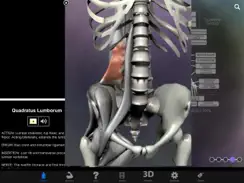 Muscle & Bone Anatomy 3D iPad image 2