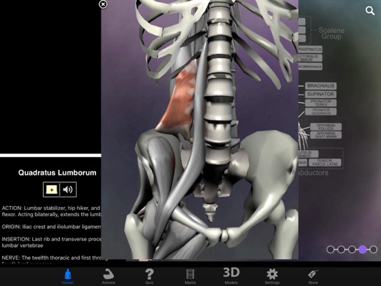 Muscle & Bone Anatomy 3D iPad app afbeelding 2