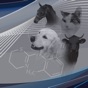 Veterinary Pharmacology Quiz app download