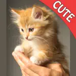 Cute Cats Memory Match Game App Contact