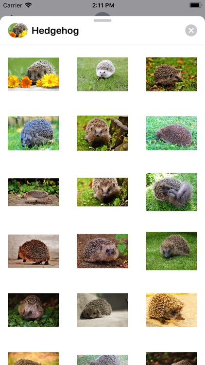 My Hedgehog Stickers