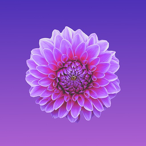 Flowers Stickers for Messages icon