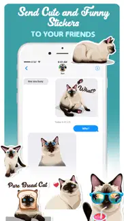 siamese cats emoji sticker problems & solutions and troubleshooting guide - 2