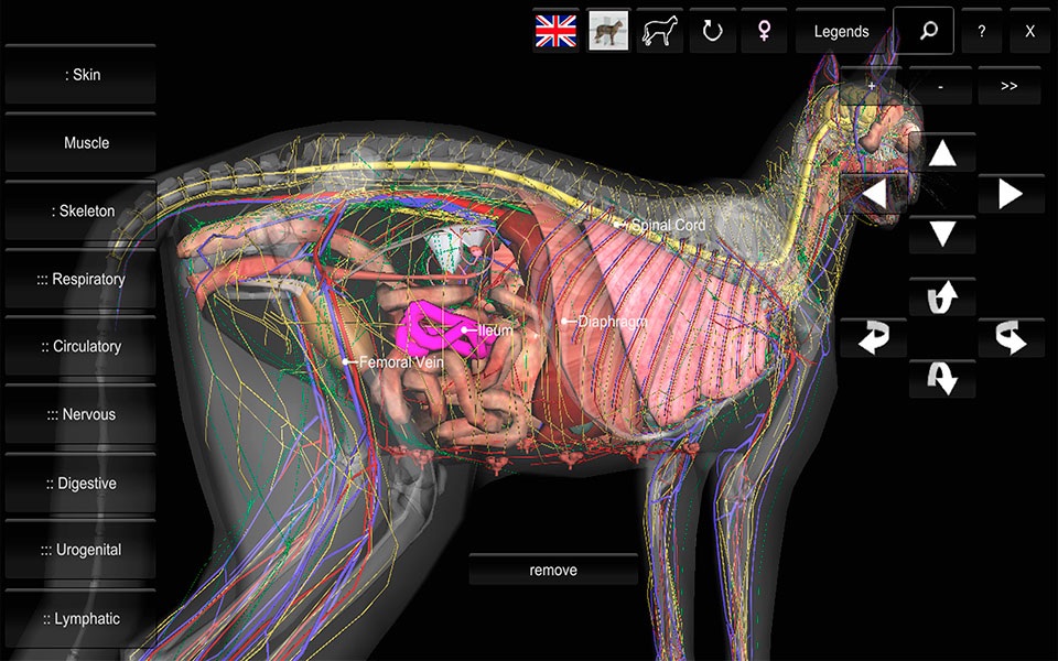 3D Cat Anatomy screenshot 2