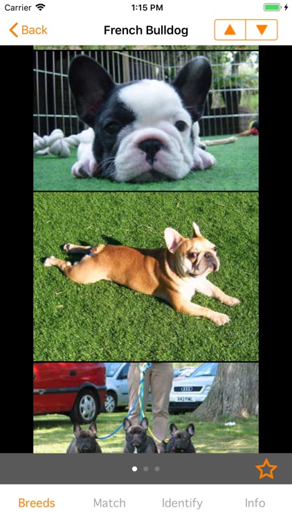 Perfect Dog X - All The Breeds screenshot-0