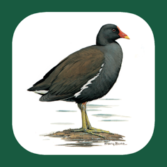 Iberian Peninsula Bird ID