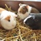 This is friendly and concise (and fun) Guinea Pig Instructions Manual,