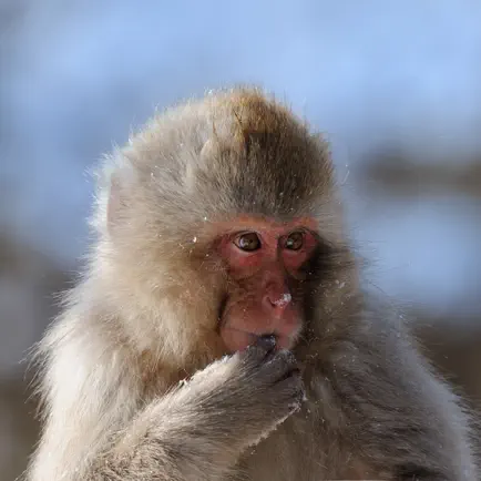 Snow Monkeys Cheats