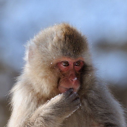 Snow Monkeys