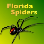 Florida Spiders - Guide to Common Species